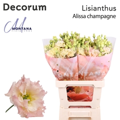 Eust G Alissa Champ 70cm