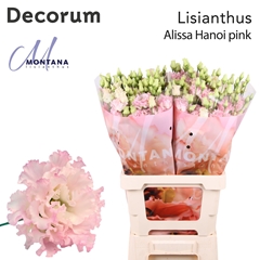 Eust G Alissa Pink 60cm