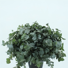 Euca Cinerea 55cm