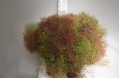 Cotinus Coggygria Pb 60cm