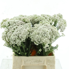 Ozoth Cooks Snow Whi 40cm