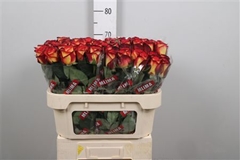 R Gr Magma 70cm