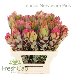 Leucad Nervosum 60cm