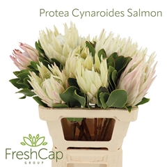 Protea Cynaroides 60cm