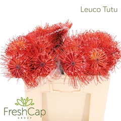 Leuco Nut Ito 50cm