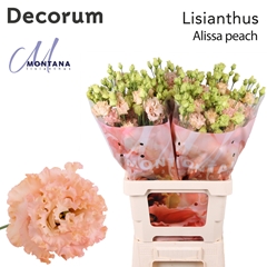 Eus G Alissa Peach 70cm
