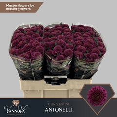 Chr S Antonelli 55cm 110g