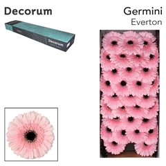 Germini Everton 45cm 7cm Ø