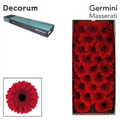 Germini Masserati 45cm 7cm Ø
