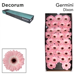 Germini Dixon 45cm 7cm Ø