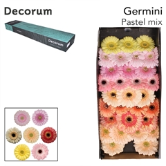 Germini Mixed 45cm 7cm Ø