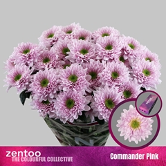 Chr T Commander Pink 70cm 85gram