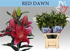 Li Or Red Dawn 110cm 65+