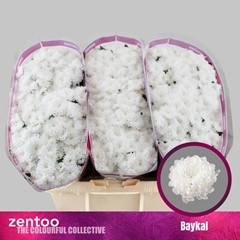 Chr San Baykal 55cm 130g