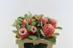 Banksia Coccinea 50cm