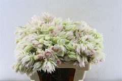 Serruria Florida 50cm