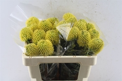 Leuco Nut High Gold 50cm