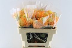 Leuco Soleil 50cm