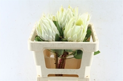 Protea Cynaroides 50cm