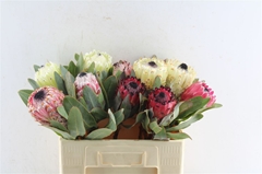 Protea Ov Per Piece 50cm
