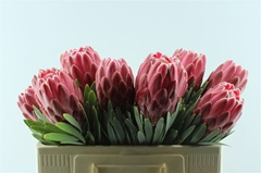 Protea Venus 50cm