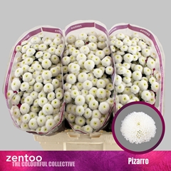 Chr San Pizarro 55cm 100g