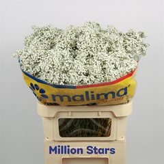 Gyps Pa Million Star Ec.