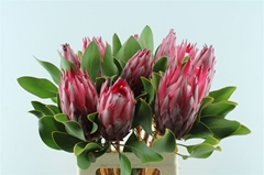 Protea Madiba 60cm