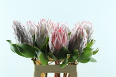 Protea Cynaroides 60cm