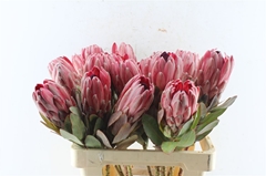 Protea Sharonet 60cm