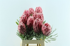 Protea Venus 60cm