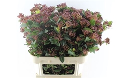 Vibur Ti Red Spirit 80cm
