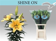 Li Ot Shine On