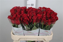 R Gr Ever Red 80cm
