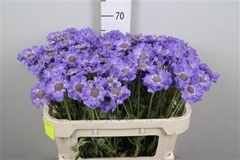 Scab C Staefa 70cm