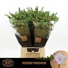 Fr Du Honeymoon 54cm 24gram 23