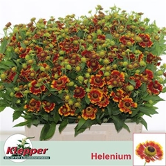 Helen Fiesta 60cm