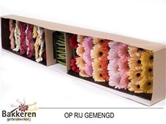 Germini On Row Mixed 45cm 7cm Ø