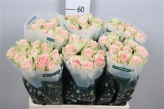 R Gr Frutteto 60cm