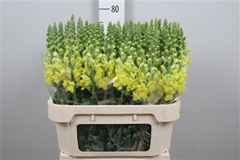 Antir Cann Yellow 75cm