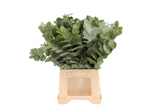 Euca Cinerea P Bunch 50cm 150gram