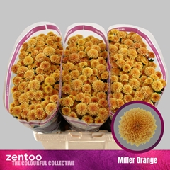 Chr S Miller Orange 55cm 100g