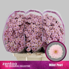 Chr S Miller Pearl 55cm 100g