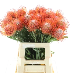 Leuco Co Tango 60cm