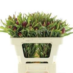Leucad C Blush Pearl 50cm