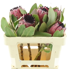 Protea M Mount Queen 50cm