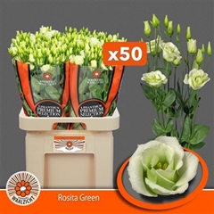 Eust G Rosita Green 70cm