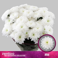 Chr T Altaj 70cm 95gram