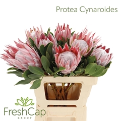 Protea Cynaroides 60cm
