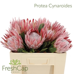 Protea Cynaroides 50cm